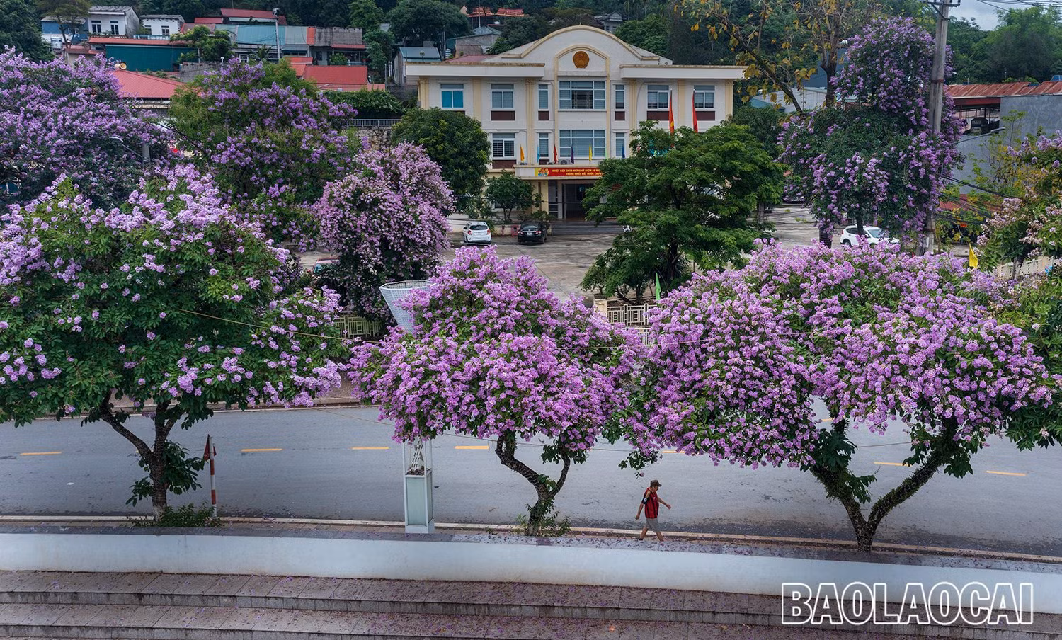 Bằng lăng "nhuộm tím" các phố phường Lào Cai