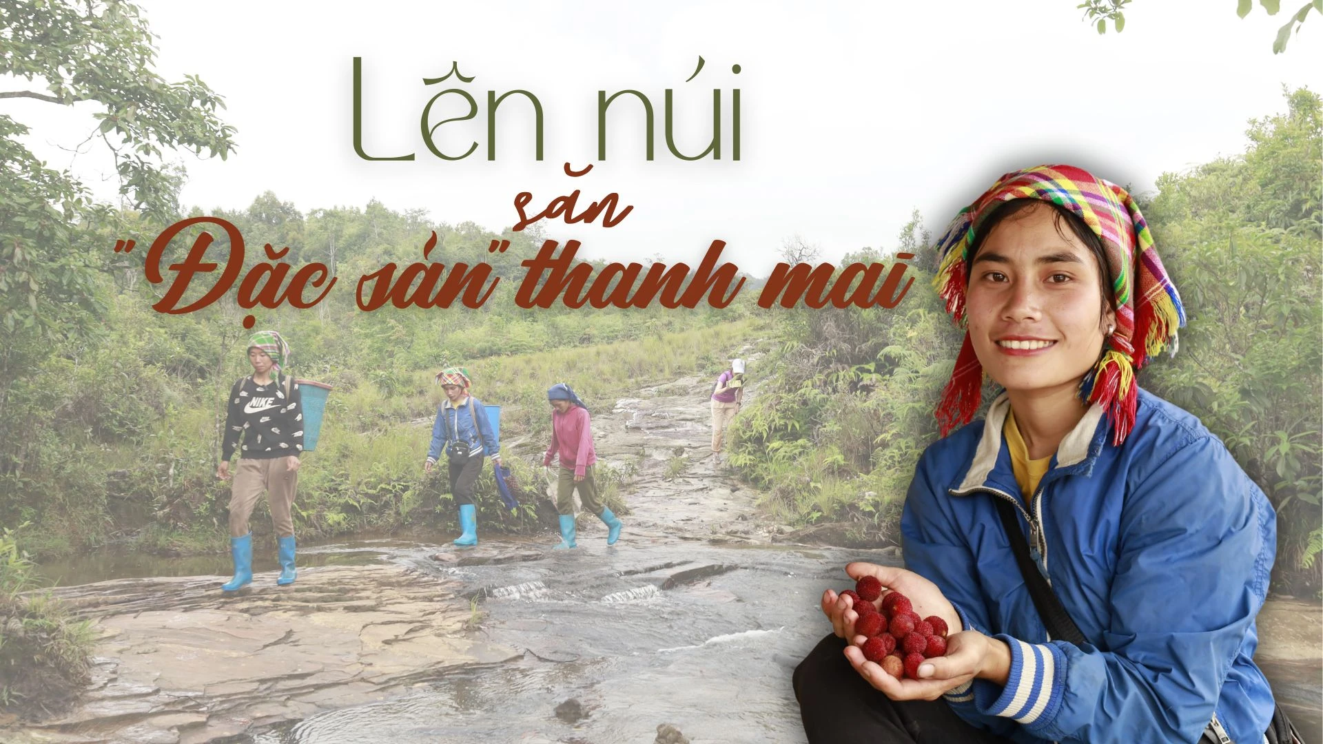 Lên núi săn “đặc sản” thanh mai