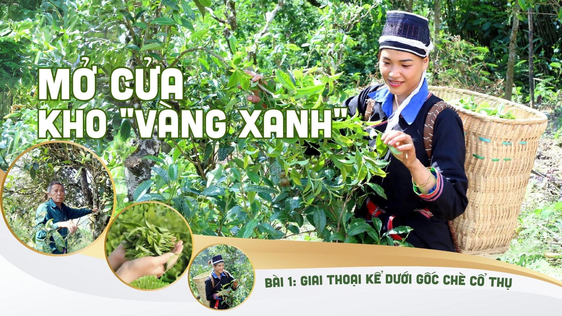 Bài 1: Giai thoại kể dưới gốc chè cổ thụ