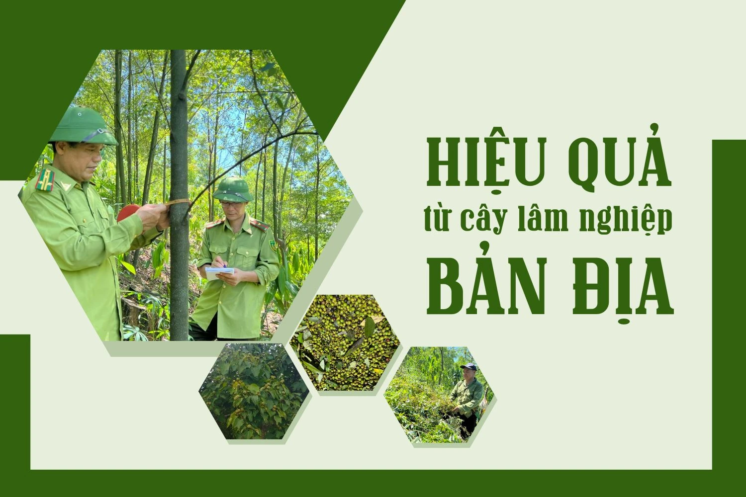 Hiệu quả từ cây lâm nghiệp bản địa