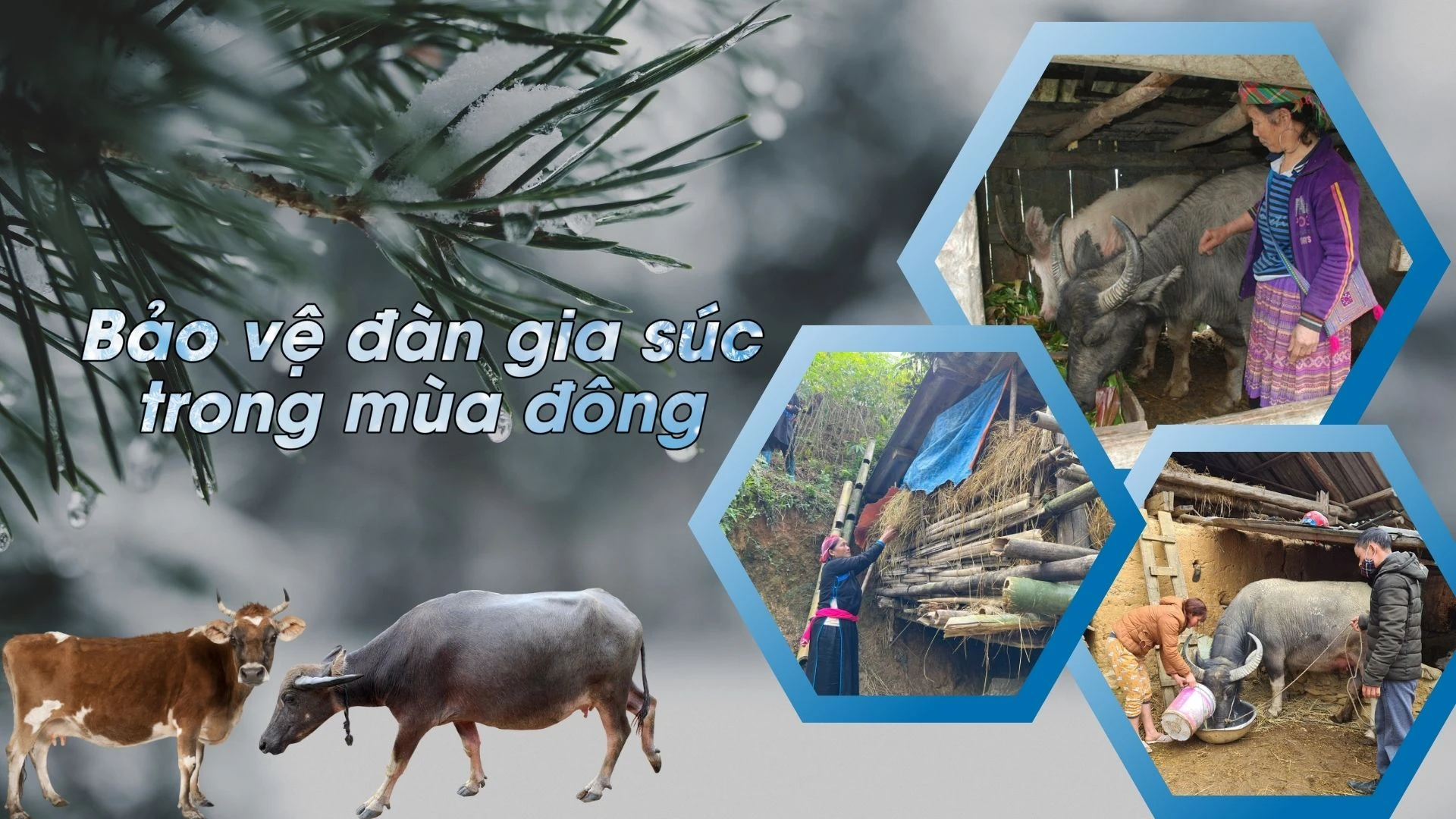 Bảo vệ đàn gia súc trong mùa đông