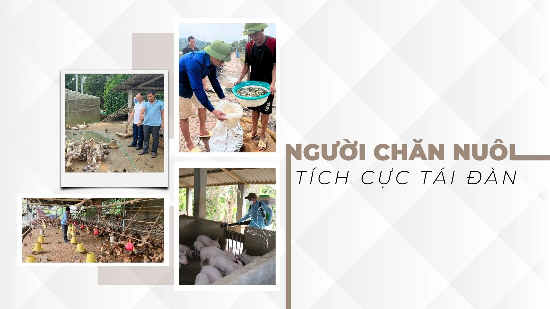 Người chăn nuôi tích cực tái đàn