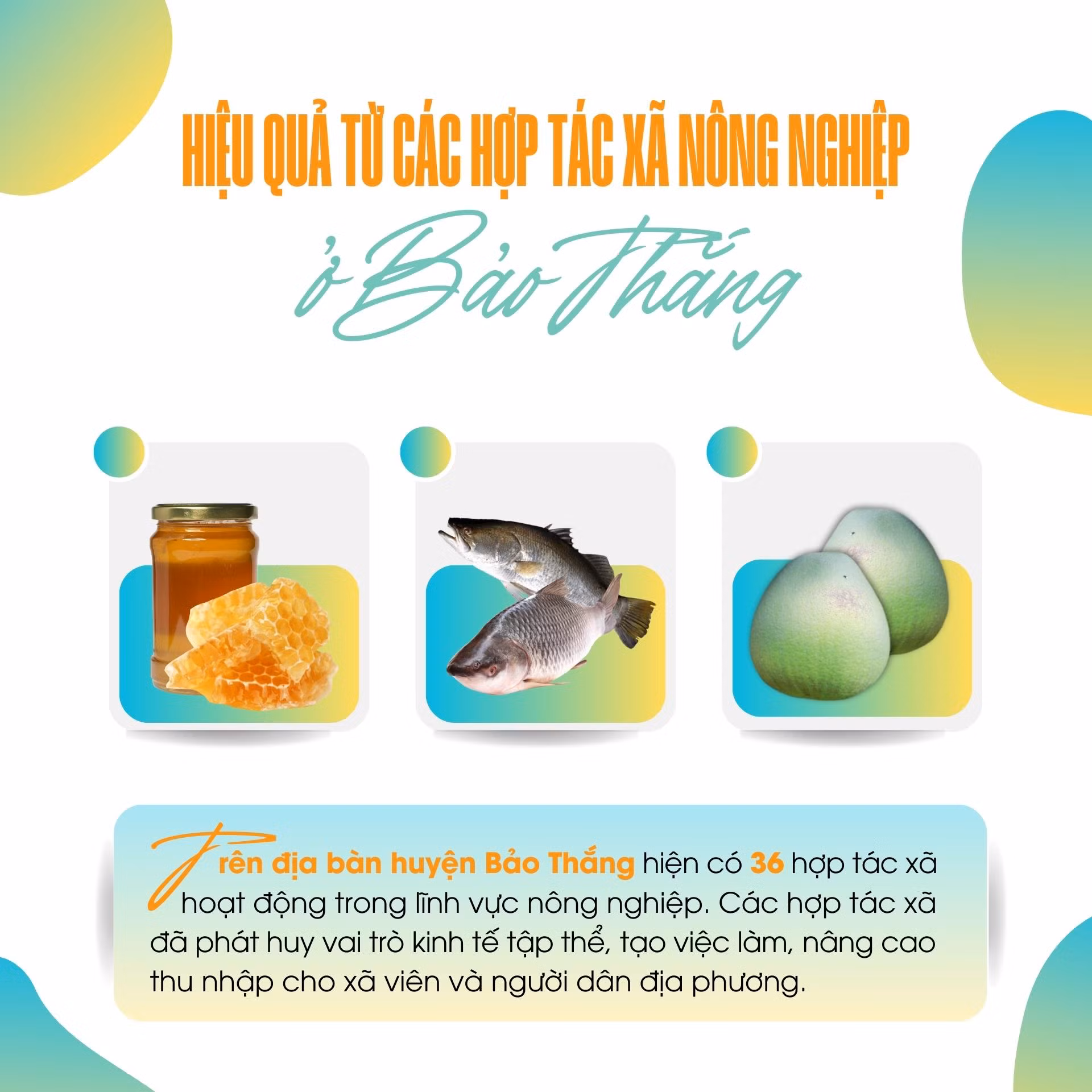 Hiệu quả từ các hợp tác xã nông nghiệp ở Bảo Thắng