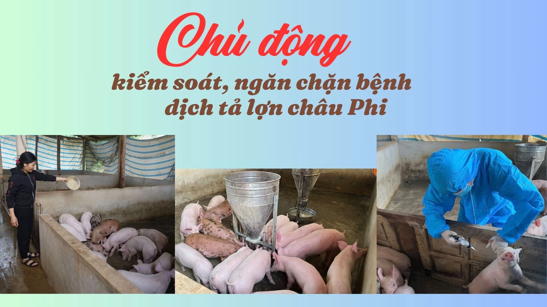 Chủ động kiểm soát, ngăn chặn bệnh dịch tả lợn châu Phi