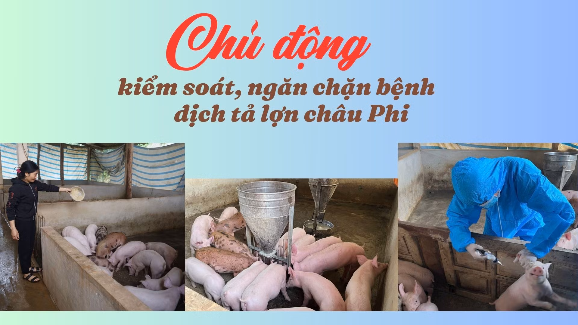 Chủ động kiểm soát, ngăn chặn bệnh dịch tả lợn châu Phi