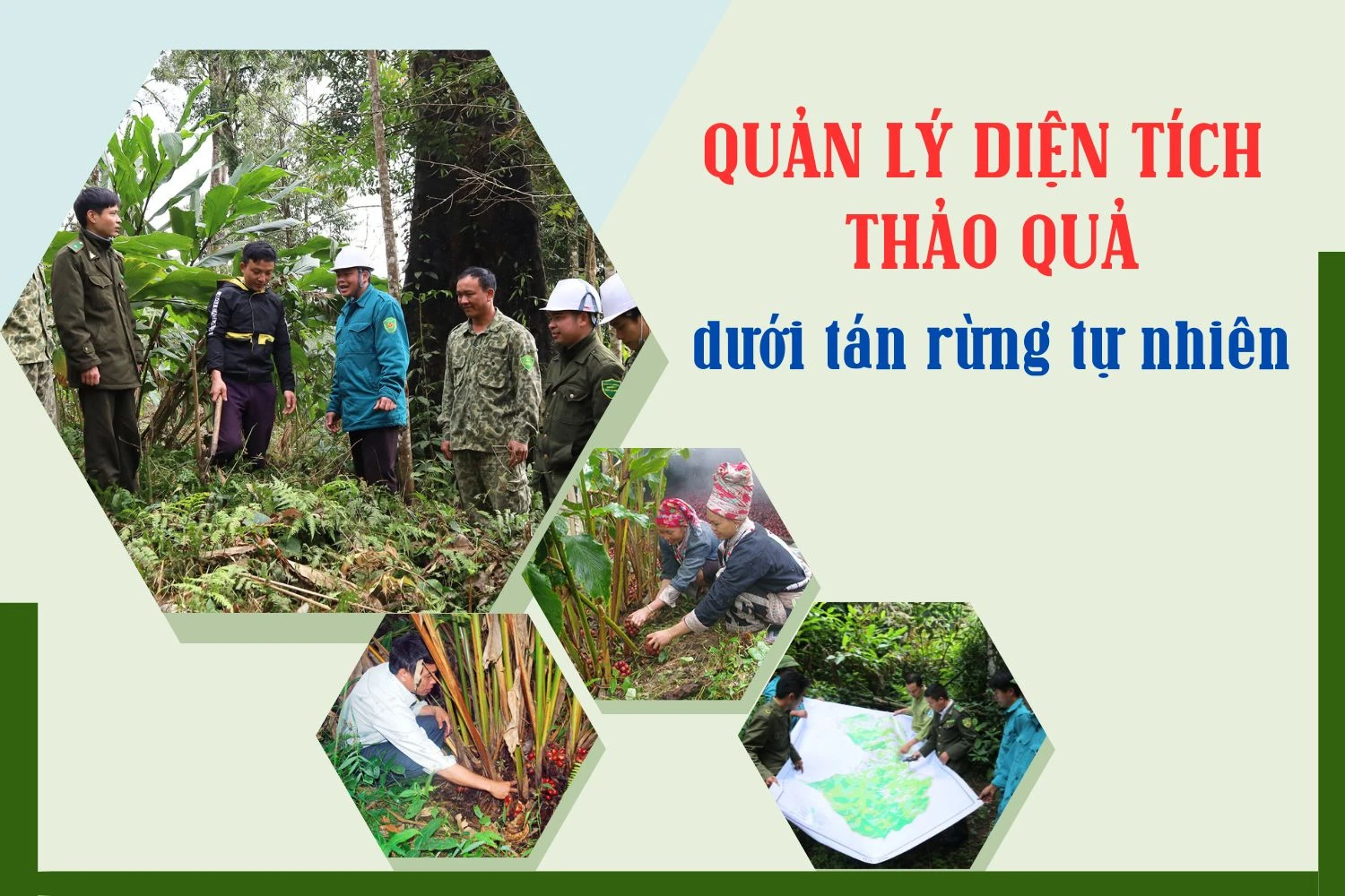 Quản lý diện tích thảo quả dưới tán rừng tự nhiên