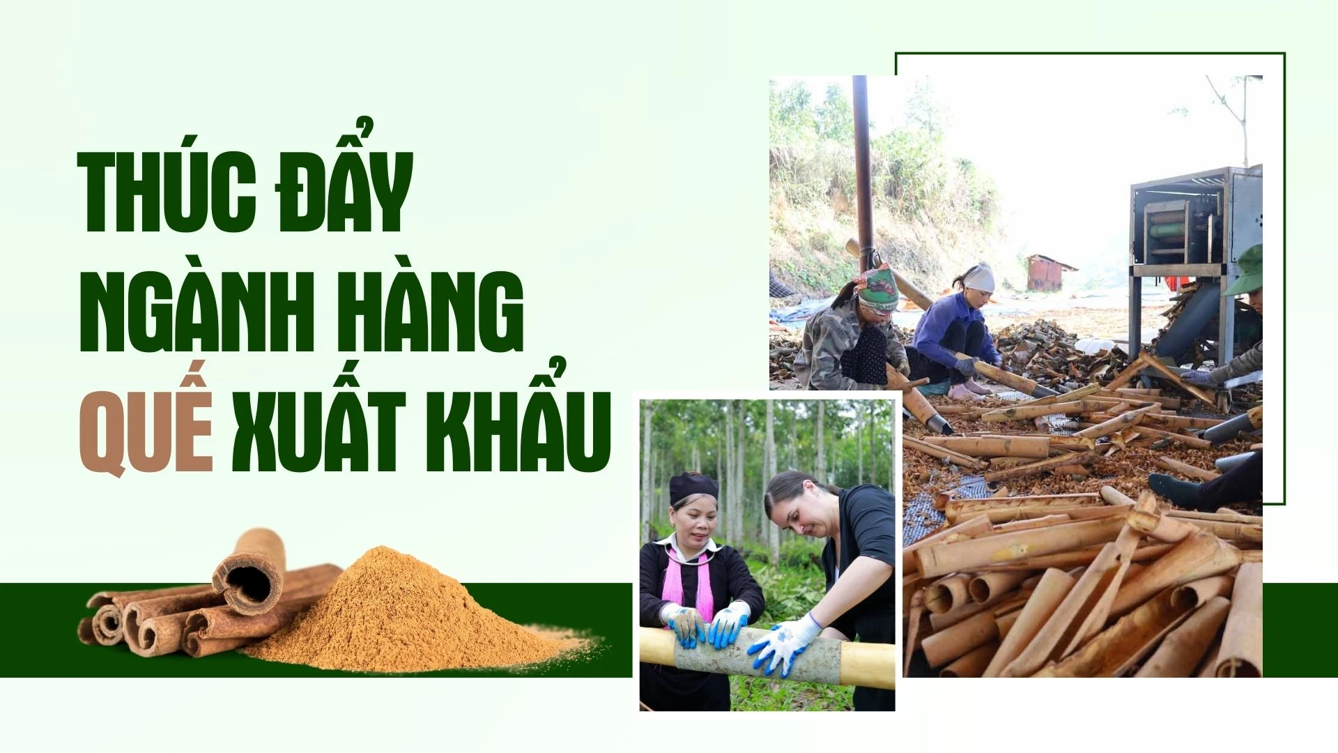 Thúc đẩy ngành hàng quế xuất khẩu