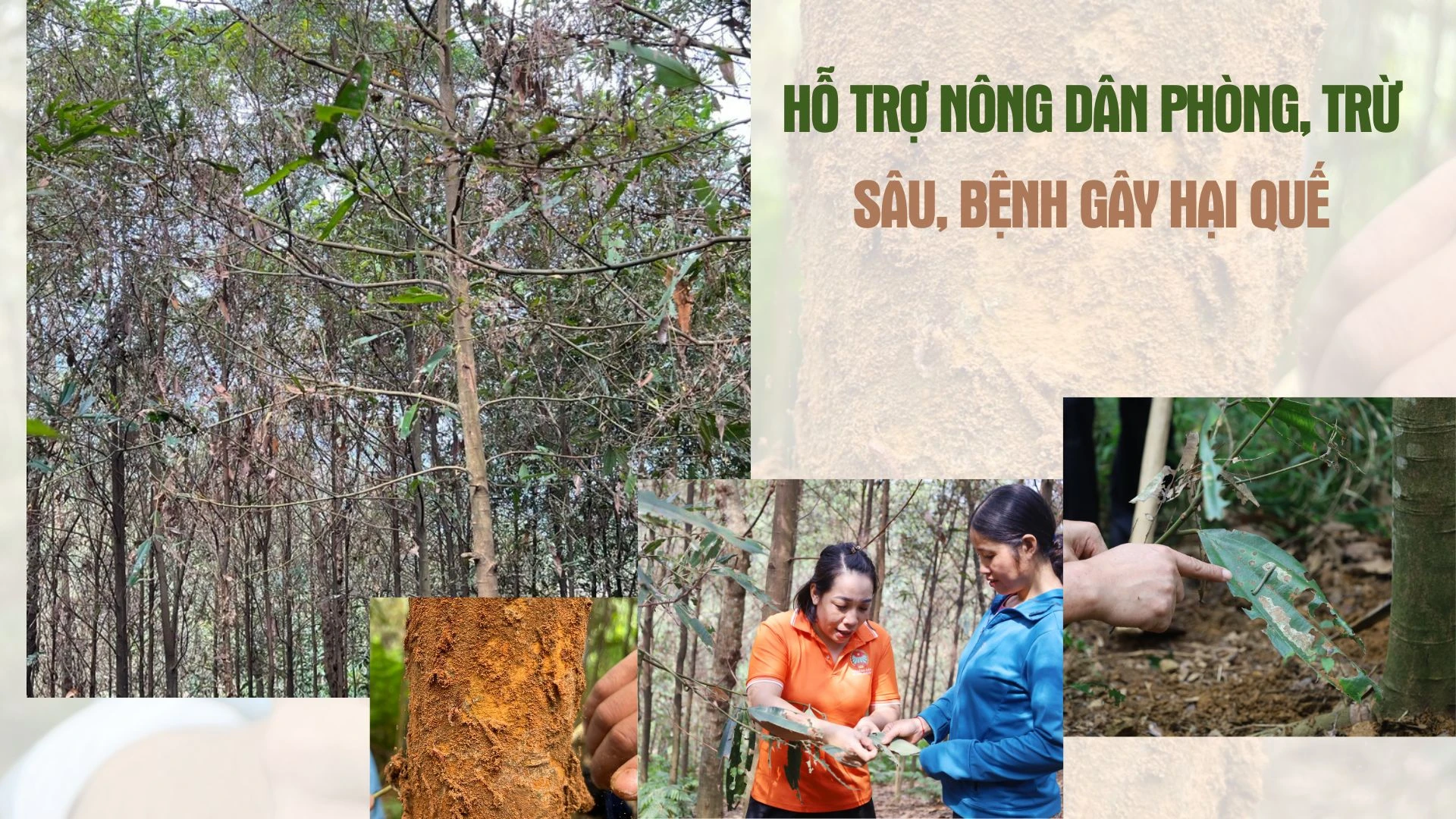 Hỗ trợ nông dân phòng, trừ sâu, bệnh gây hại quế