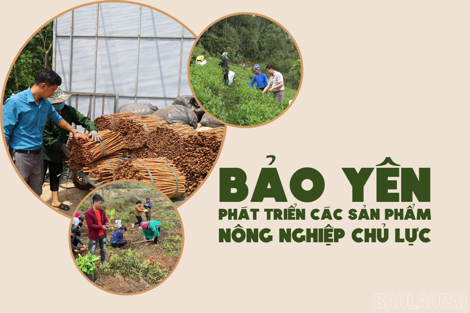 Bảo Yên phát triển các sản phẩm nông nghiệp chủ lực