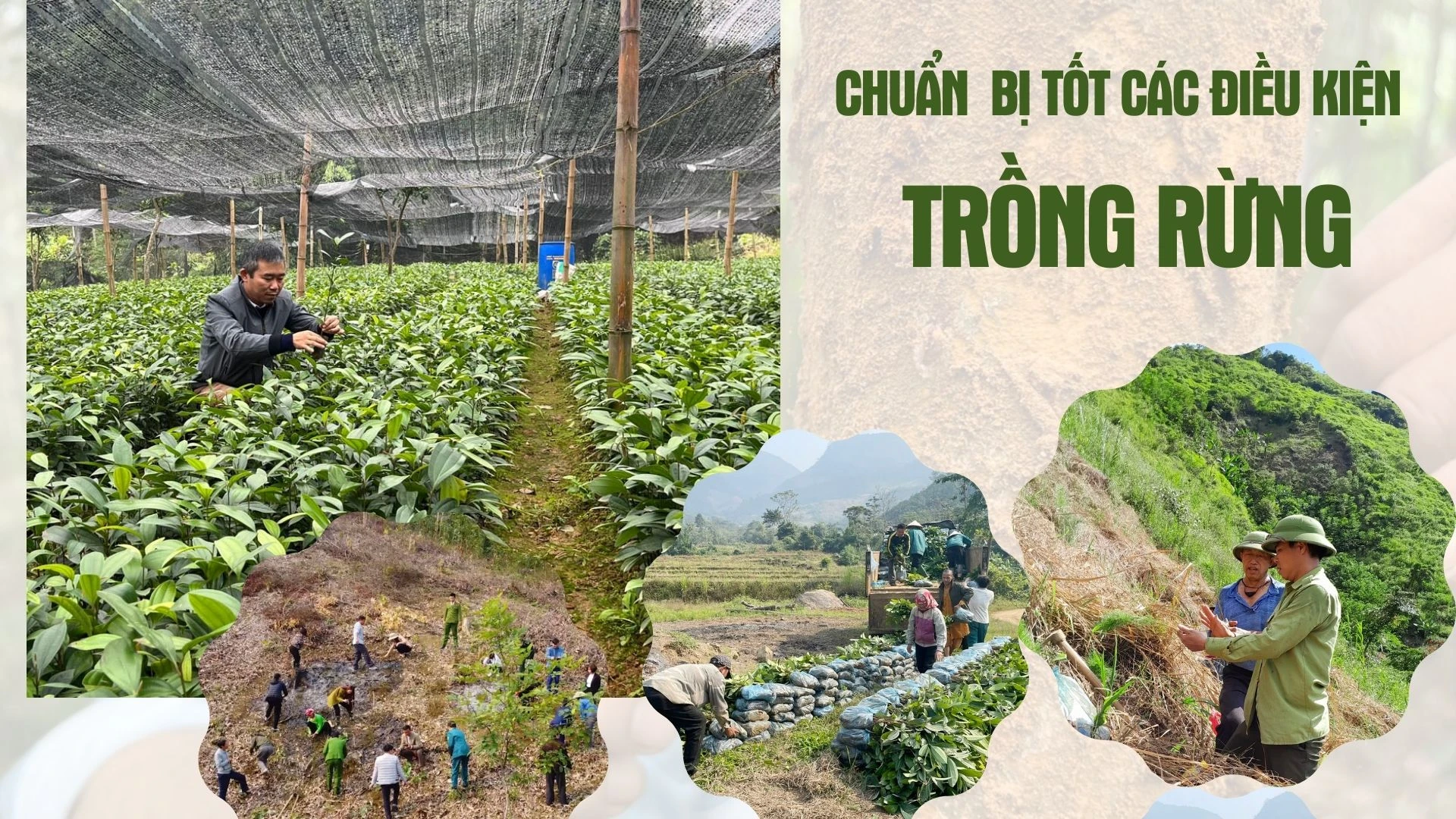 Chuẩn bị tốt các điều kiện trồng rừng