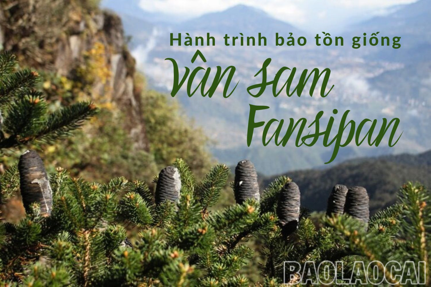 Hành trình bảo tồn giống vân sam Fansipan