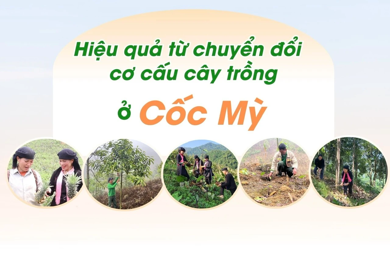 Hiệu quả từ chuyển đổi cơ cấu cây trồng ở Cốc Mỳ