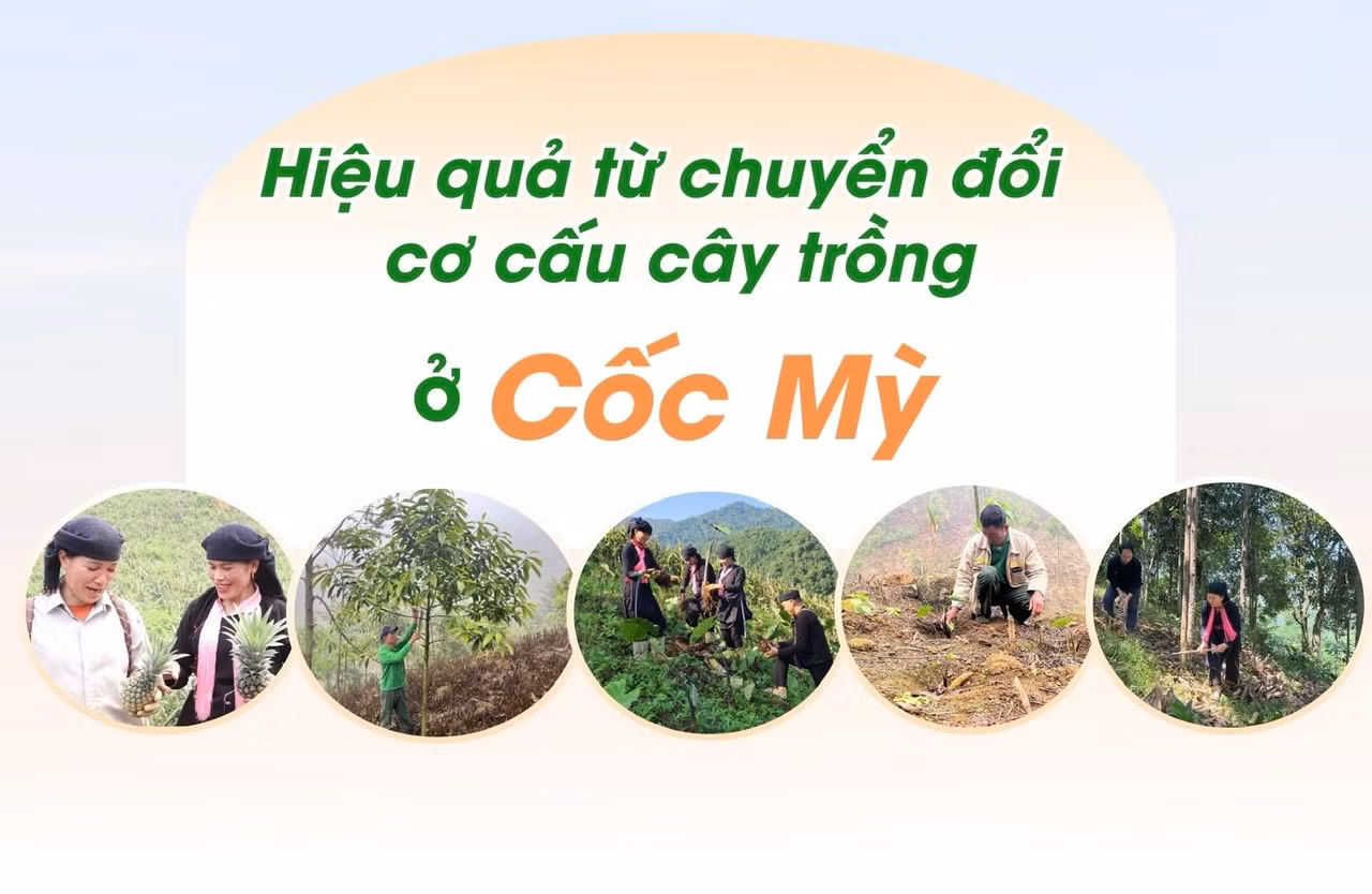 Hiệu quả từ chuyển đổi cơ cấu cây trồng ở Cốc Mỳ