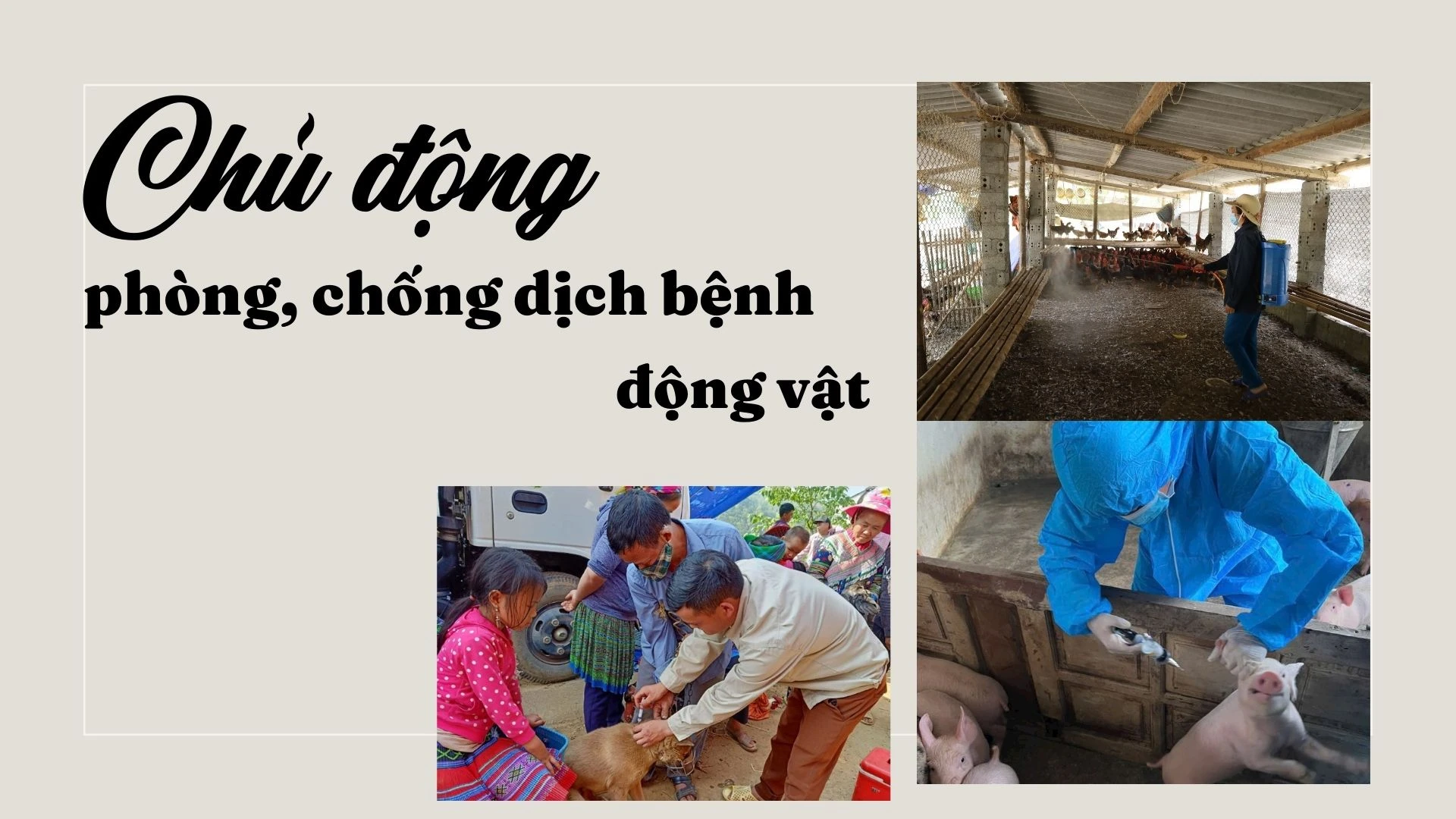 Chủ động phòng, chống dịch bệnh động vật