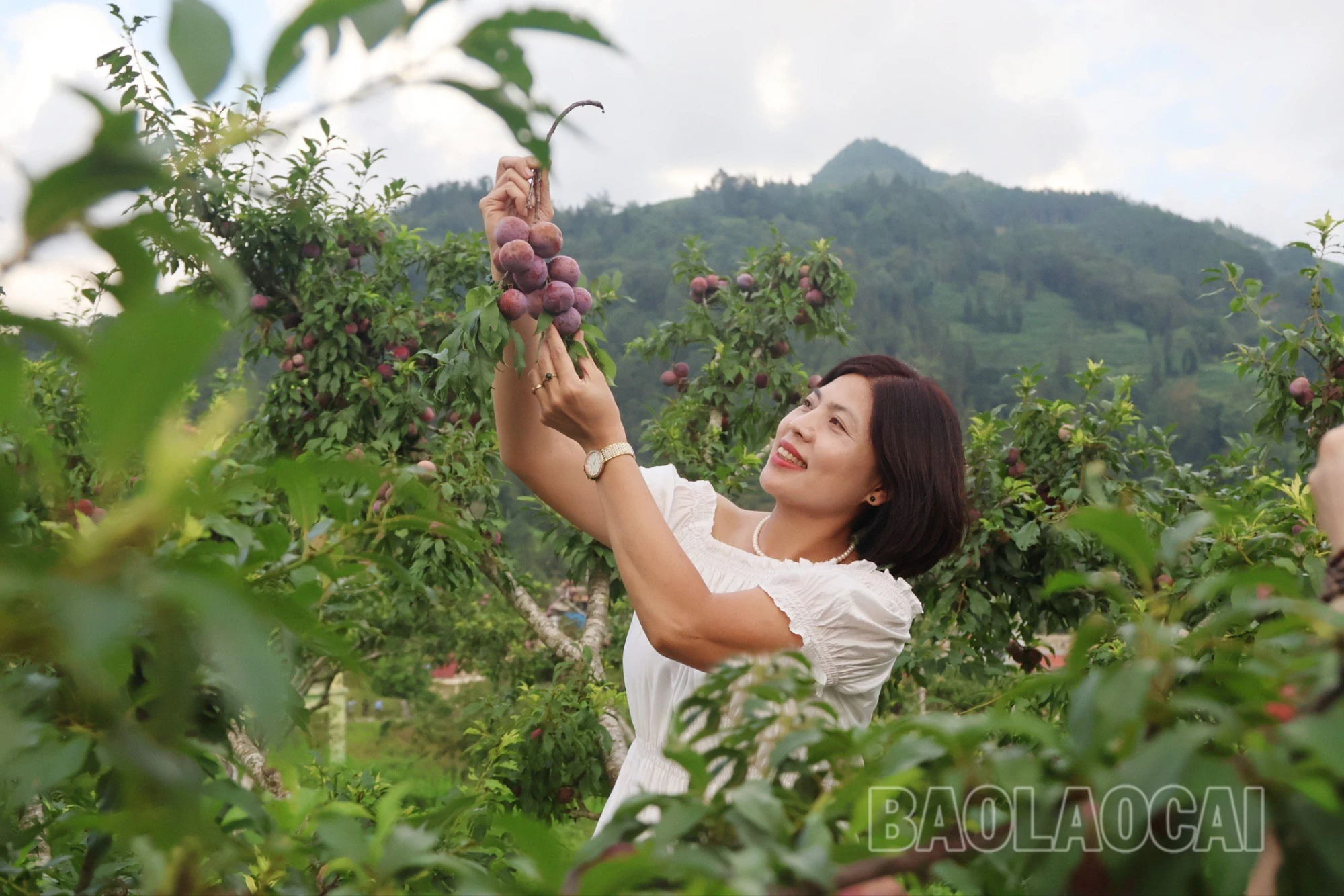 Bắc Hà: Hái mận tại vườn hút khách mùa lễ hội