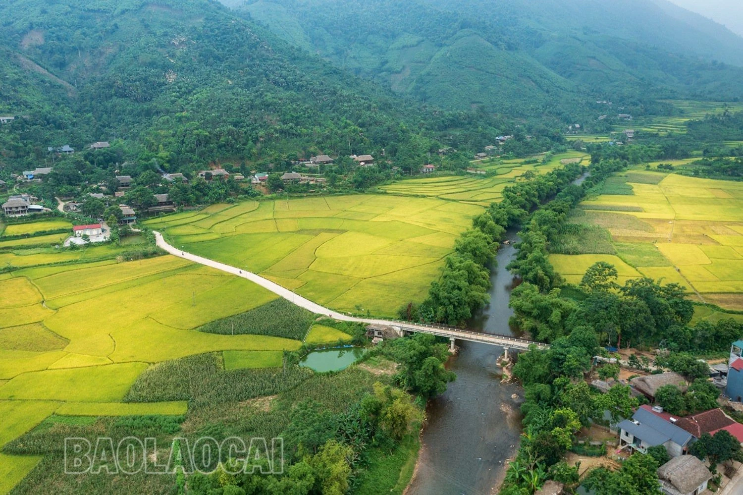 Mùa vàng dưới dãy núi Con Voi