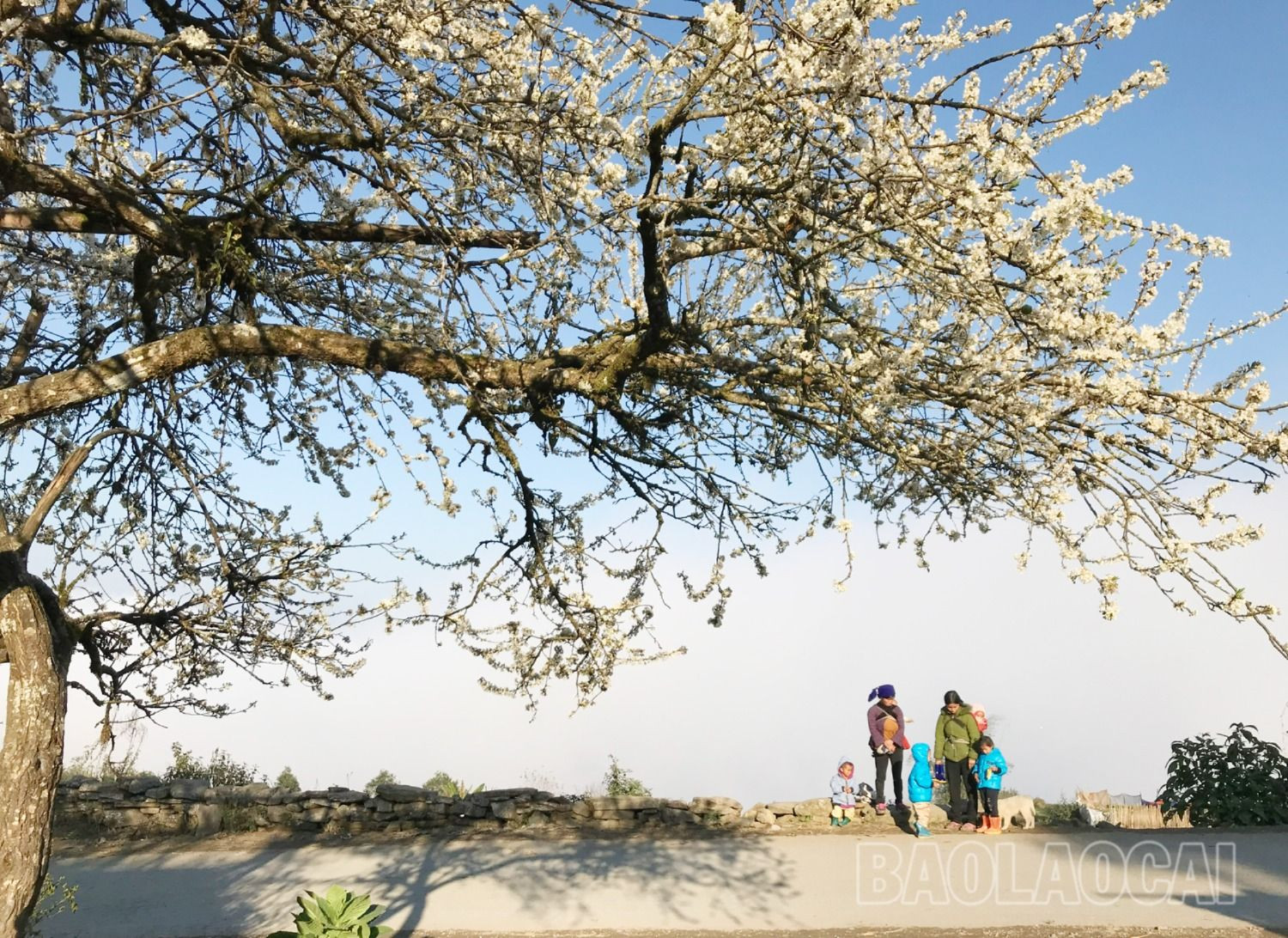 Đại ngàn Y T‎ý bung nở ngàn hoa