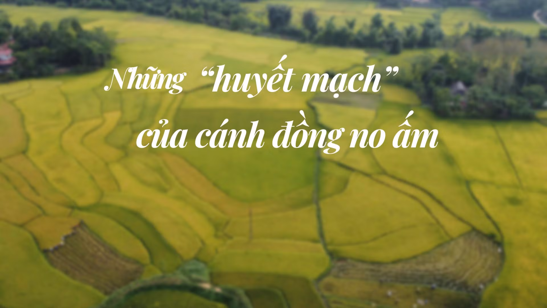 Những “huyết mạch” của cánh đồng no ấm