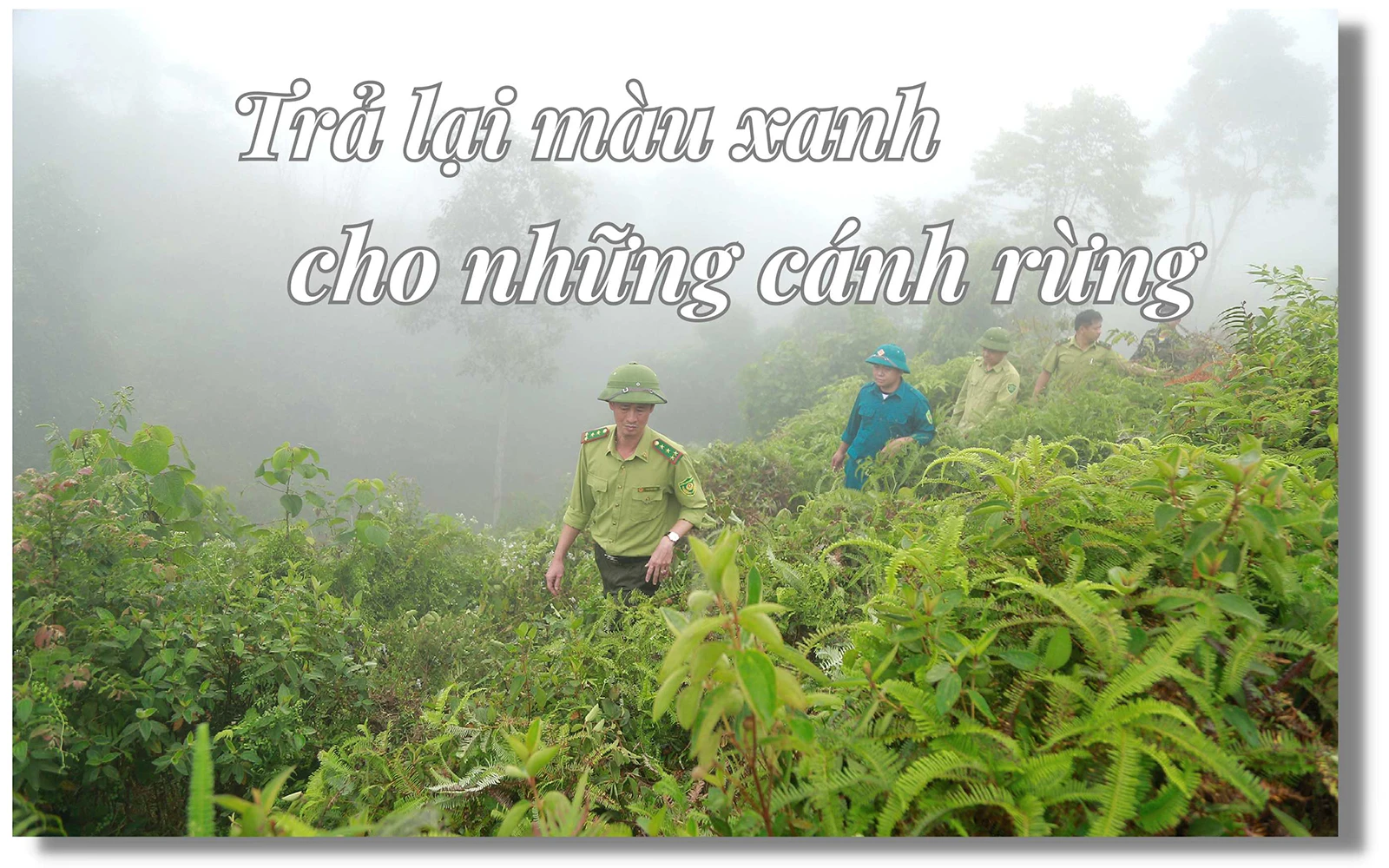 Trả lại màu xanh cho những cánh rừng