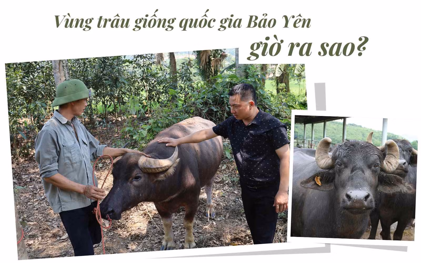 Vùng trâu giống quốc gia Bảo Yên giờ ra sao?
