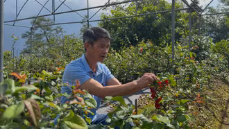 Lão nông Sa Pa làm giàu nhờ cây trồng “lạ”