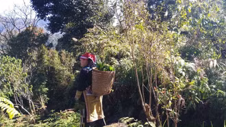 Độc đáo bài thuốc tắm của người Dao đỏ ở Tả Phìn