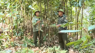 Bắc Hà: Cây quế mang về gần 123 tỷ đồng cho nông dân