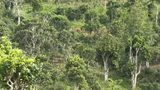 Khám phá rừng chè cổ thụ Y Tý