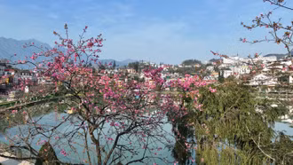 Ngắm hoa anh đào ở hồ Mắt Ngọc (Sa Pa)
