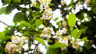 [Ảnh] Mùa “se duyên” cho bưởi