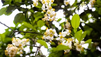 [Ảnh] Mùa “se duyên” cho bưởi