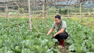 Bát Xát nâng cao vai trò vụ đông trong sản xuất nông nghiệp