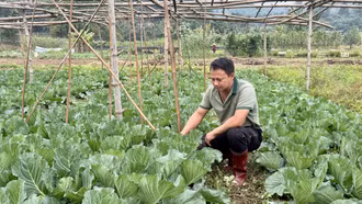 Bát Xát nâng cao vai trò vụ đông trong sản xuất nông nghiệp