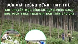 [Infographic] Đơn giá trồng rừng thay thế khi chuyển mục đích sử dụng rừng sang mục đích khác trên địa bàn tỉnh Lào Cai