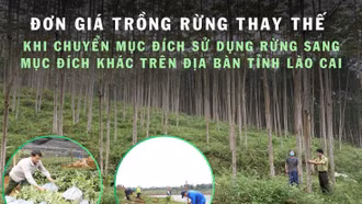 [Infographic] Đơn giá trồng rừng thay thế khi chuyển mục đích sử dụng rừng sang mục đích khác trên địa bàn tỉnh Lào Cai