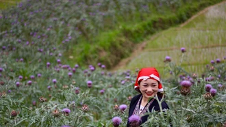 [Ảnh] Mùa hoa atiso tím biếc giữa núi rừng Sa Pa