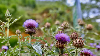 Lên Sa Pa ngắm mùa hoa atiso