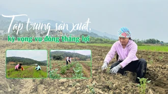 Tập trung sản xuất, kỳ vọng vụ đông thắng lợi