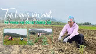Tập trung sản xuất, kỳ vọng vụ đông thắng lợi