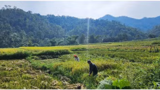 Đổi thay Hát Tình