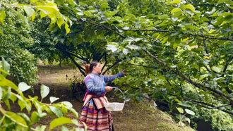 Nông dân Si Ma Cai chăm sóc vườn cây ăn quả 