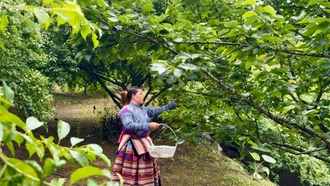Nông dân Si Ma Cai chăm sóc vườn cây ăn quả 