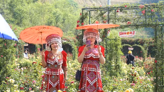 Lễ hội Hoa hồng Fansipan 2025 có gì đặc sắc?