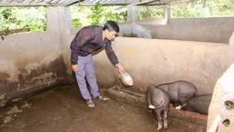 Mở hướng thoát nghèo từ nuôi lợn đen bản địa ở Láo Lý