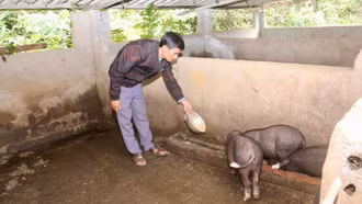 Mở hướng thoát nghèo từ nuôi lợn đen bản địa ở Láo Lý