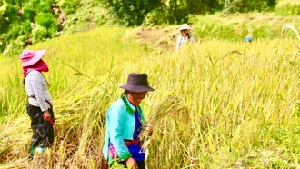 [Ảnh] Mùa "hẹn hò" trên những cánh đồng Sa Pa