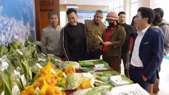 Công bố nhãn hiệu chứng nhận “rau an toàn Bảo Thắng”