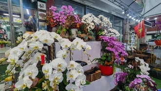 Nhộn nhịp thị trường lan hồ điệp trước Tết