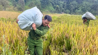 Công an xã Hoàng Liên giúp dân gặt lúa tránh bão