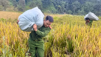 Công an xã Hoàng Liên giúp dân gặt lúa tránh bão